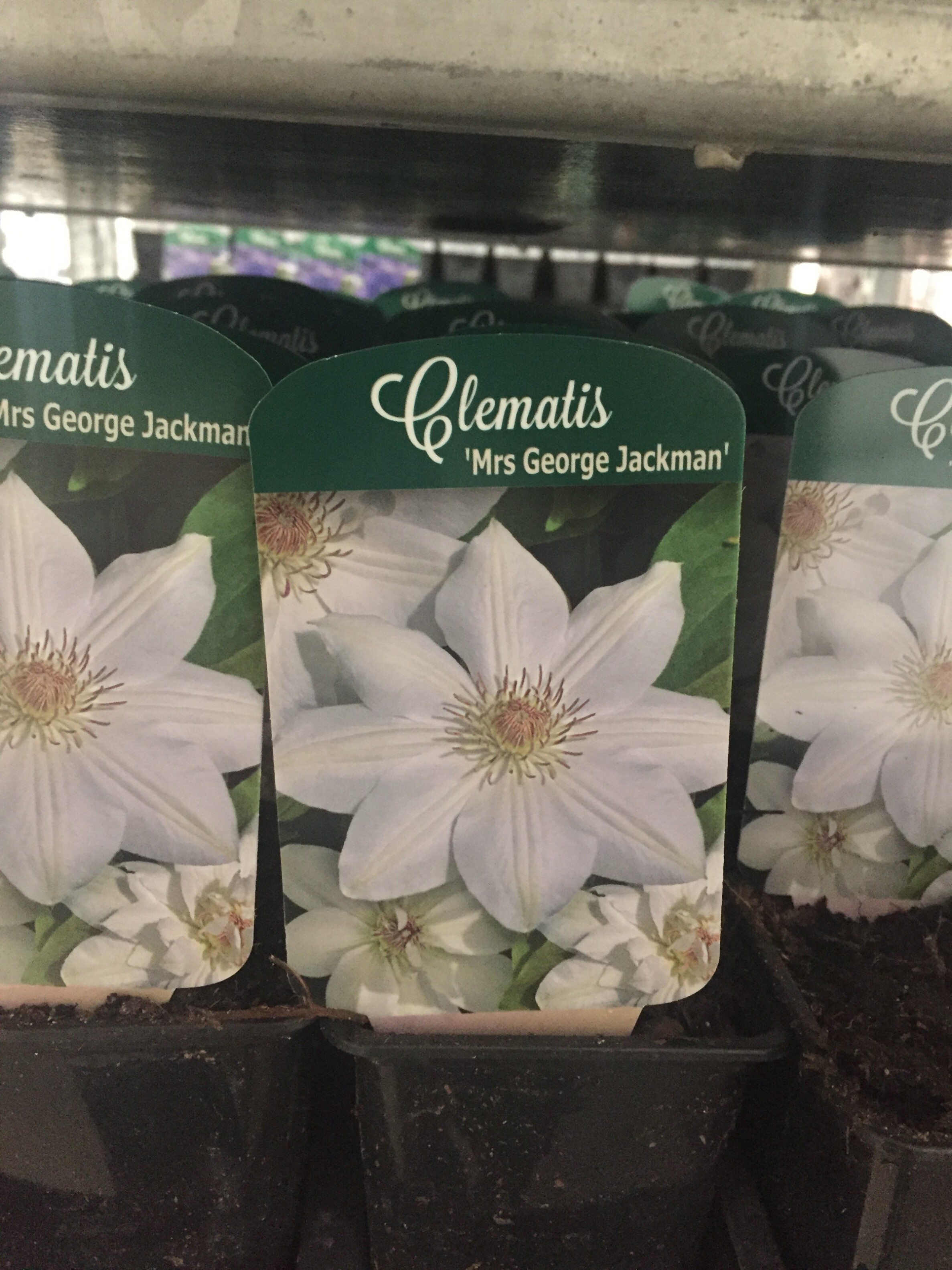 Клематис Микс белый